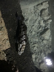 Epinephelus polyphekadion