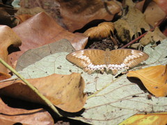 Tanaecia trigerta