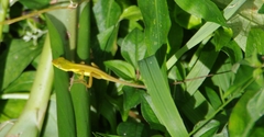 Anolis pulchellus