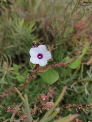 Ipomoea sagittifolia