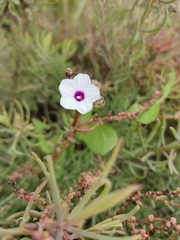 Ipomoea sagittifolia
