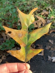 Quercus × willdenowiana