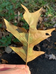 Quercus × willdenowiana