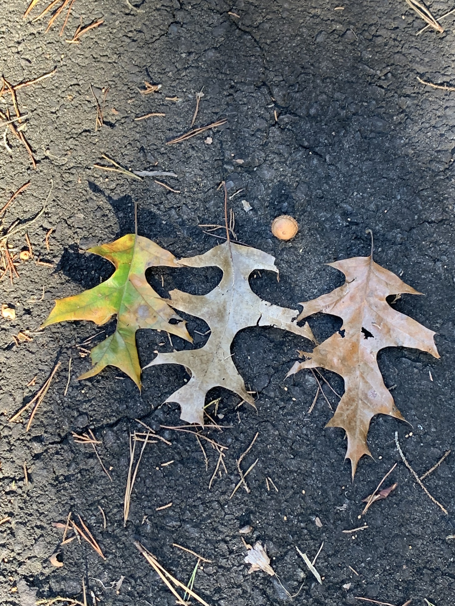Quercus X willdenowiana