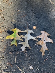 Quercus × willdenowiana