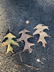 Quercus × willdenowiana