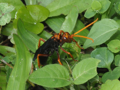 Hemipepsis tamisieri