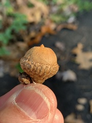 Quercus × willdenowiana