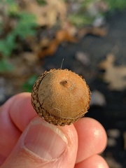 Quercus × willdenowiana