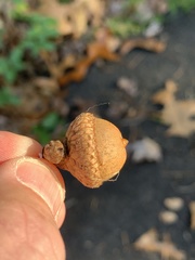 Quercus × willdenowiana