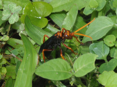 Hemipepsis tamisieri