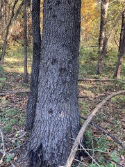 Quercus × willdenowiana