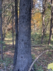 Quercus × willdenowiana