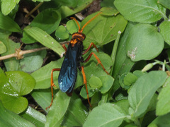Hemipepsis tamisieri