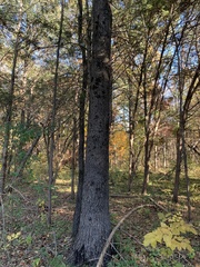 Quercus × willdenowiana