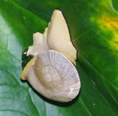 Parthena acutangula