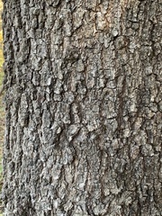 Quercus × willdenowiana