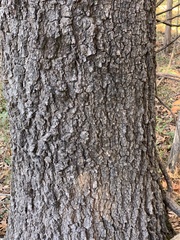 Quercus × willdenowiana
