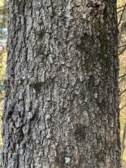 Quercus × willdenowiana