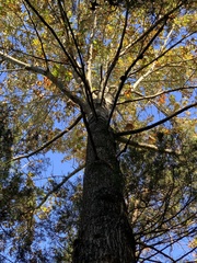 Quercus × willdenowiana