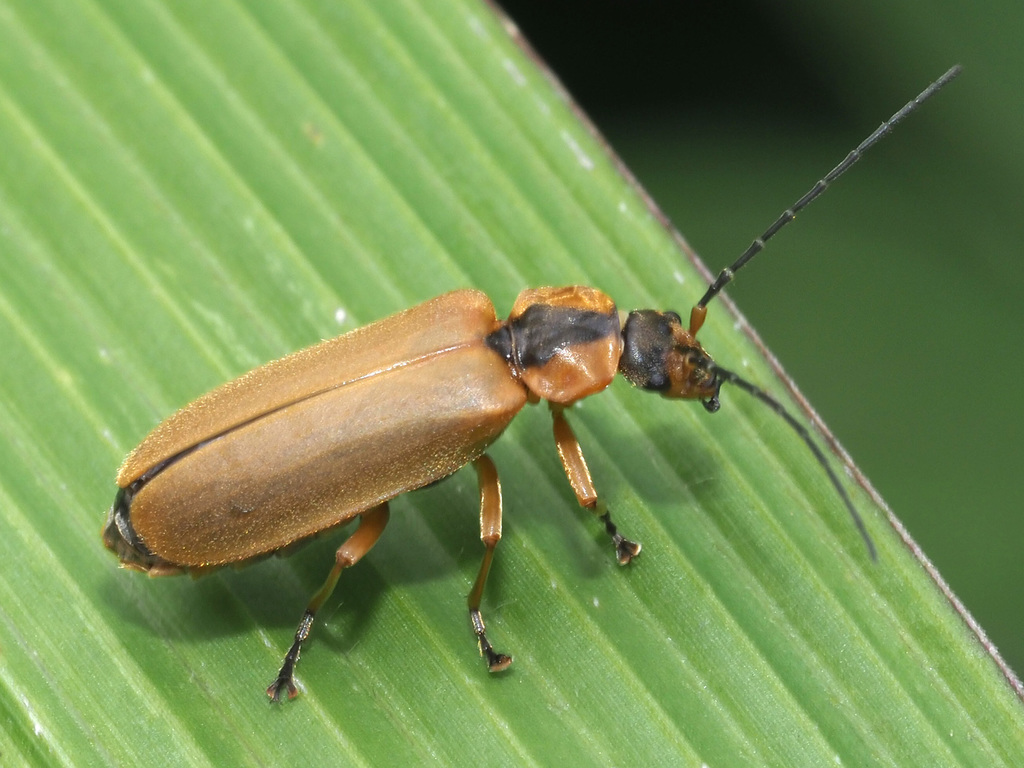 Afronycha caffra