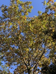 Quercus × willdenowiana
