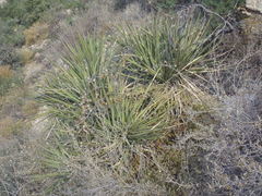 Yucca baccata brevifolia