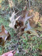 Quercus × willdenowiana