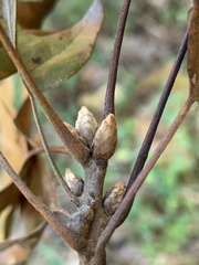 Quercus × willdenowiana