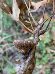 Quercus × willdenowiana