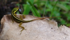 Anolis pulchellus