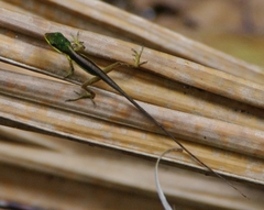 Anolis pulchellus