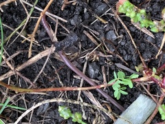 Lumbricus terrestris