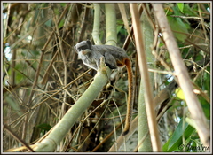 Saguinus imperator subgrisescens