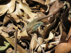 Eutropis rugifera