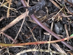 Lumbricus terrestris
