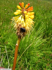 Kniphofia ankaratrensis