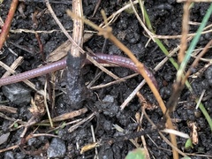 Lumbricus terrestris