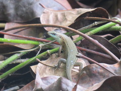 Eutropis rugifera