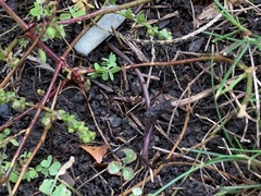 Lumbricus terrestris