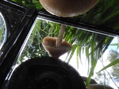 Panaeolus foenisecii