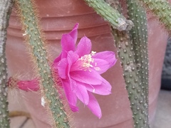 Aporocactus