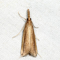 Donacaula albicostellus