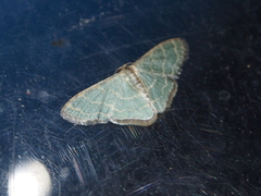 Lophophleps triangularis