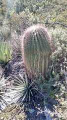 Ferocactus haematacanthus