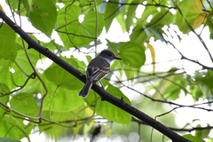 Myiarchus antillarum