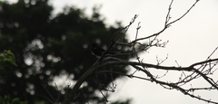Icterus portoricensis