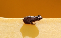 Eleutherodactylus coqui