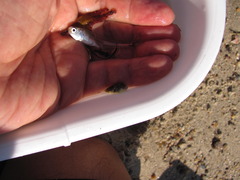 Sphoeroides maculatus