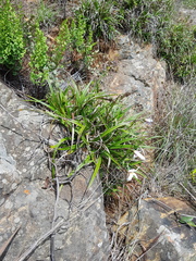 Xerophyta schlechteri